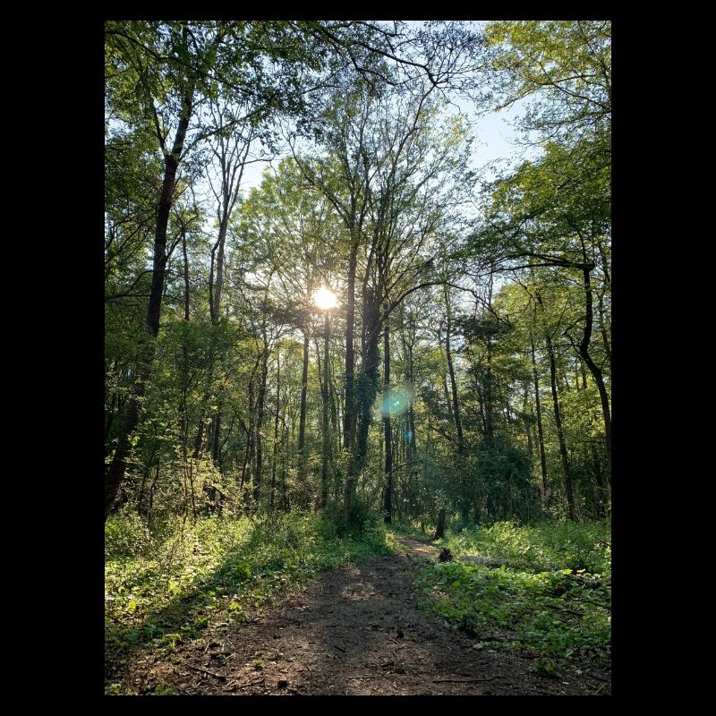 Waldweg