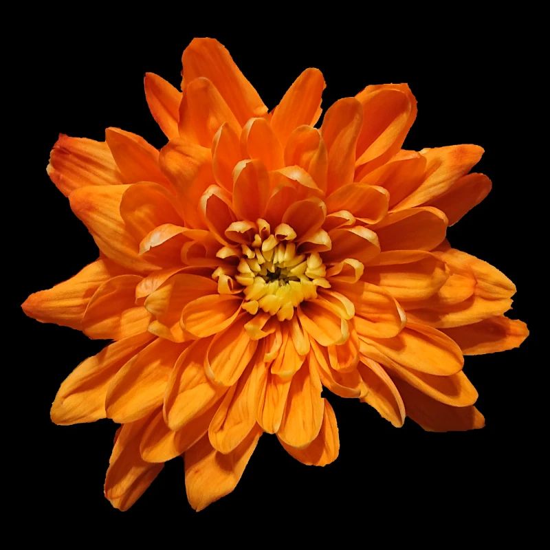 Blume Orange