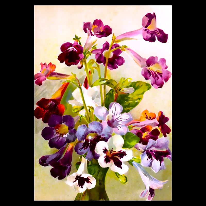 Violettes