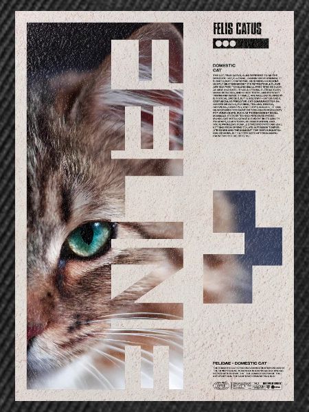 Katzenporträt-Geometrische Collage