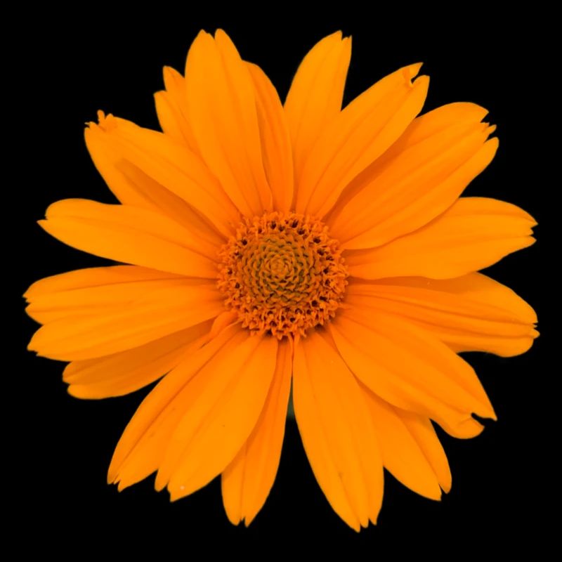Ringelblume Heilung