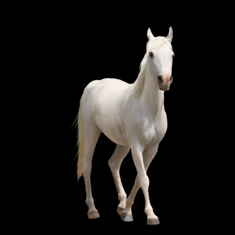 Pferd