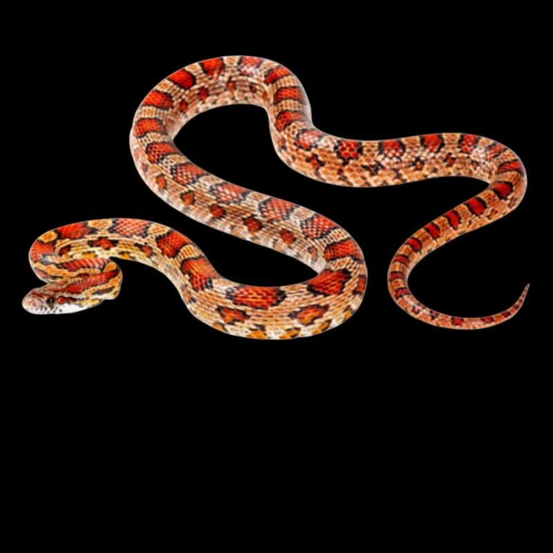 Corn snake
