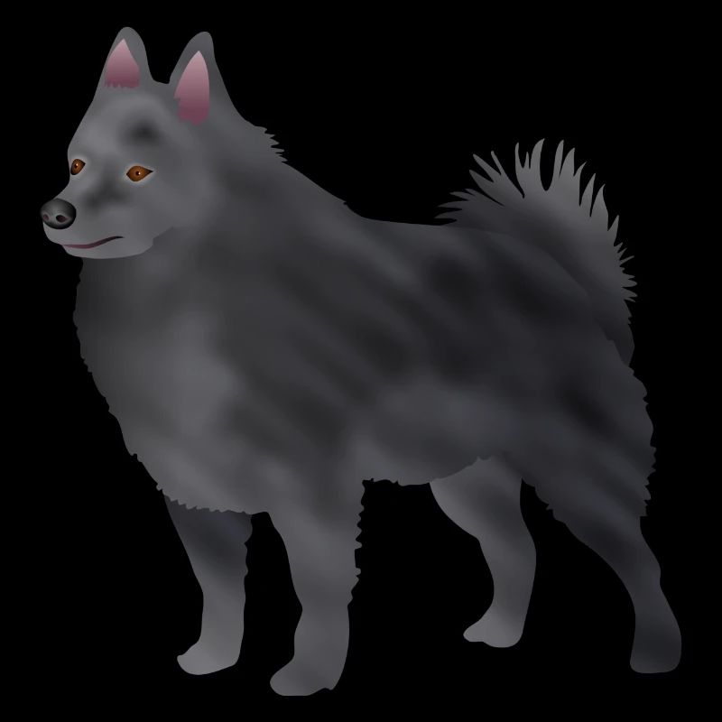 Schipperke