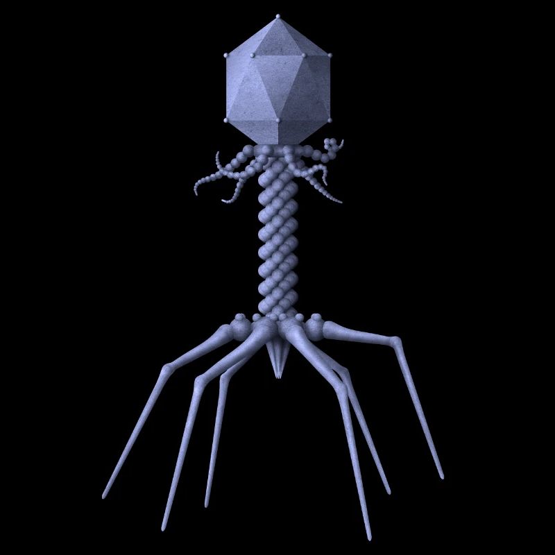 Phage
