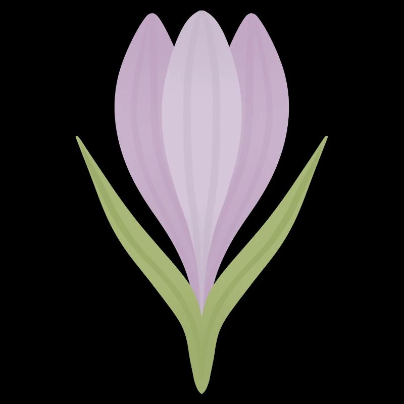 Lilac Crocus Bloom Illustration