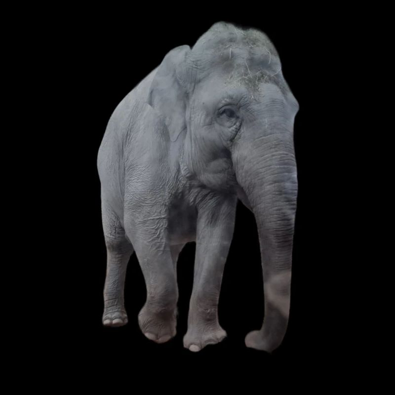 Elefant