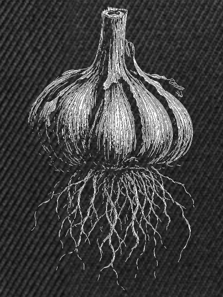 Knoblauch