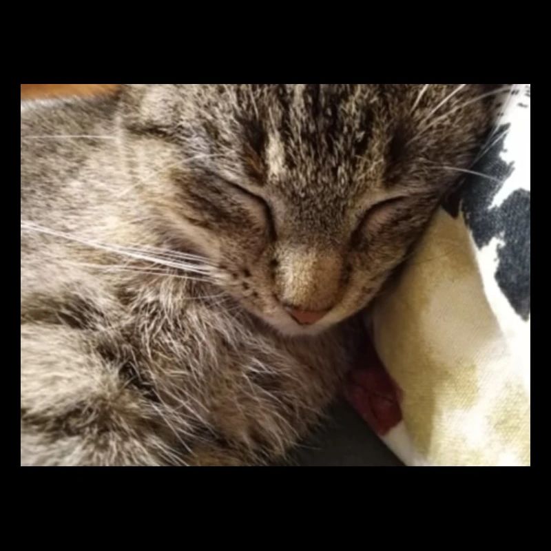 cat, kitten, kitty