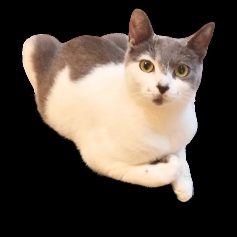 Mignon Compagnon de chat
