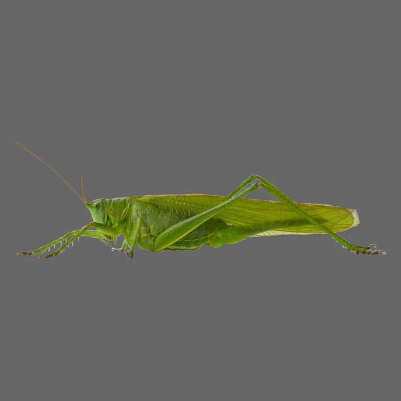 Grashüpfer oder Heupferd Insekt als Geschenk