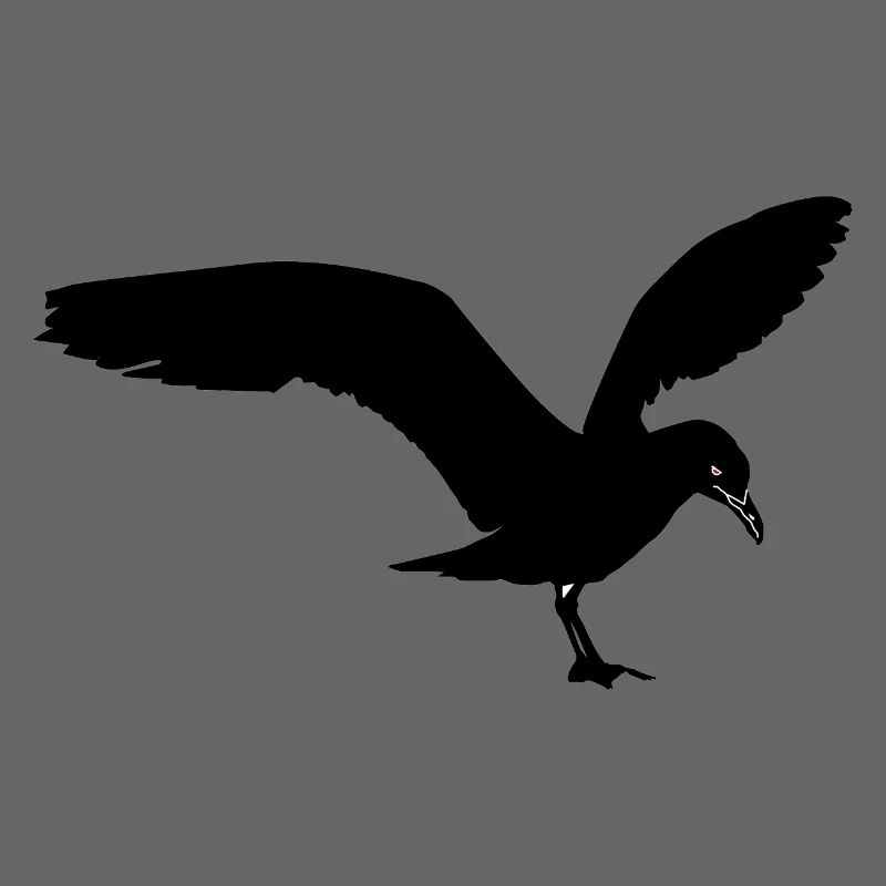 Möwe