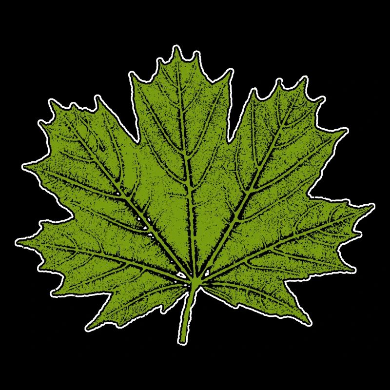 Maple / Leaf