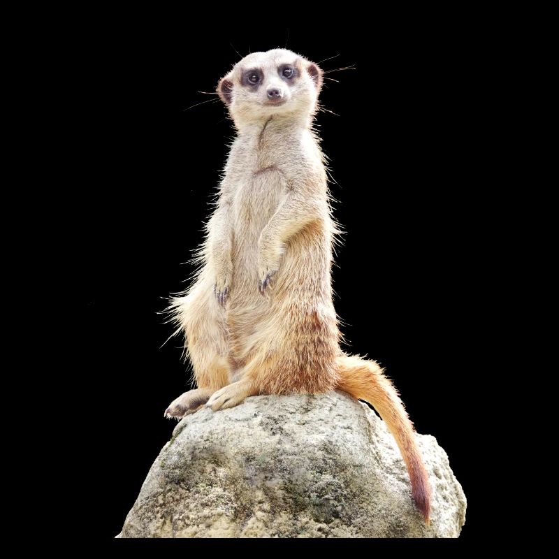 Erdmännchen