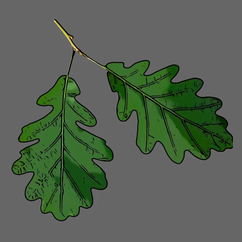 Eichenblatt Eichen Blatt