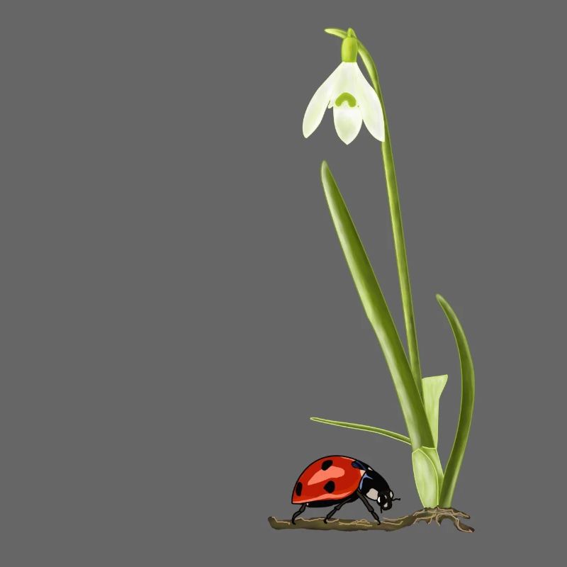 Spring, snowdrops, ladybugs