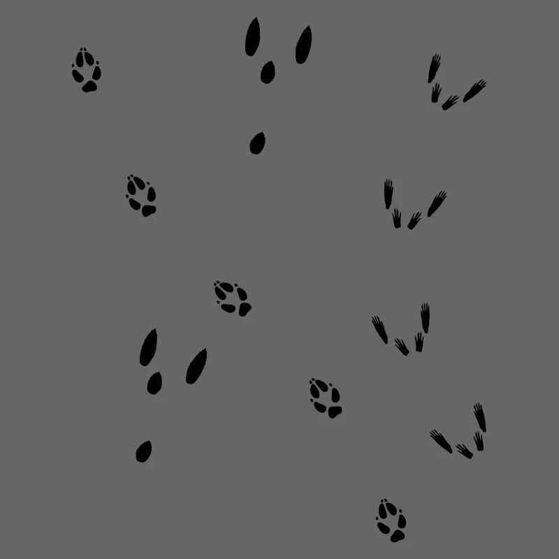 Fährte Fuchs, Hase, Eichhörnchen