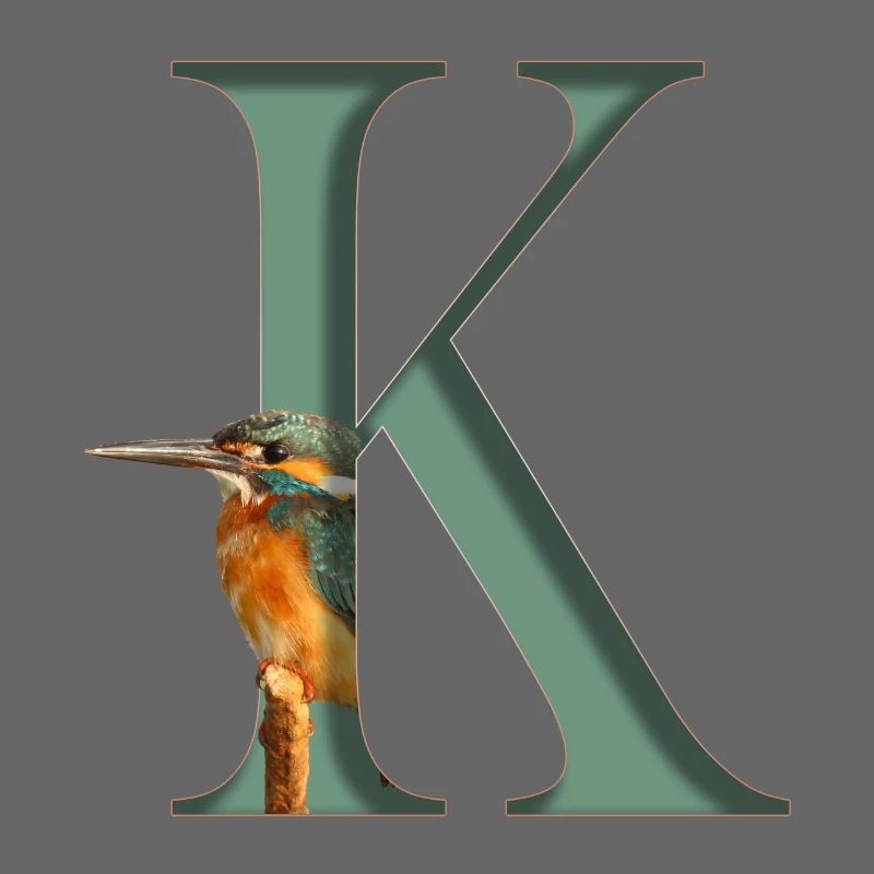 Buchstabe K, Eisvogel