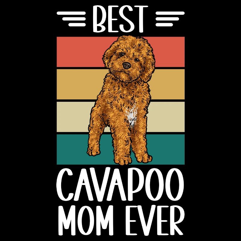 Cavapoo Cavoodle Capoodle Chien
