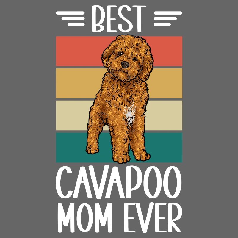 Cavapoo Cavoodle Capoodle Dog