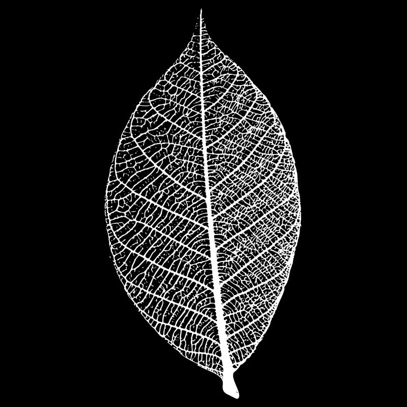 leaf tree forest skeleton pattern nerve love heart
