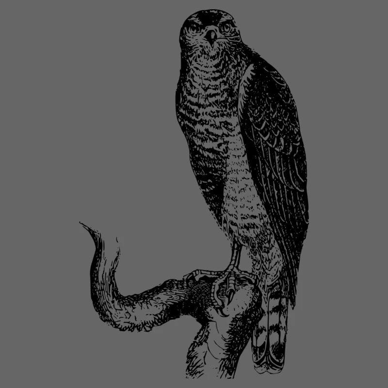 hawk