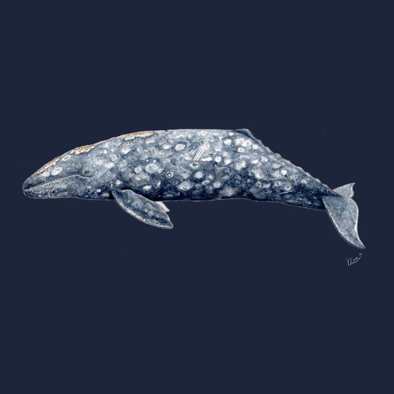 Grauwal - Baleine grise - Grauwal