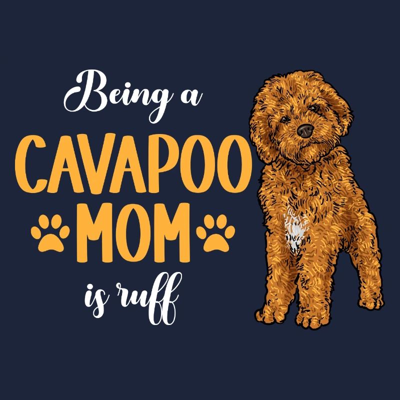 Cavapoo Cavoodle Capoodle Chien