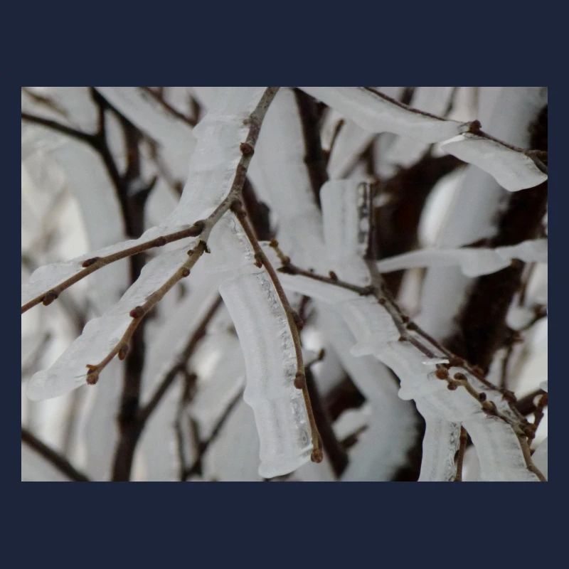 Ice on branches