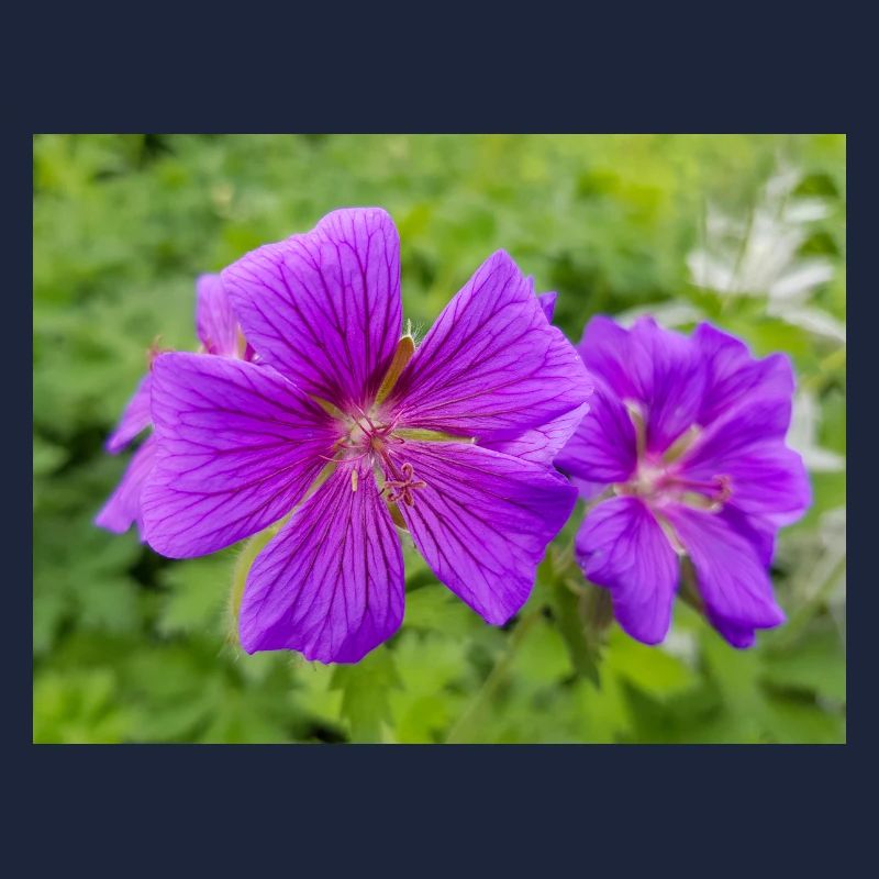 Geranium Brookside in deutsch Storchschnäbel