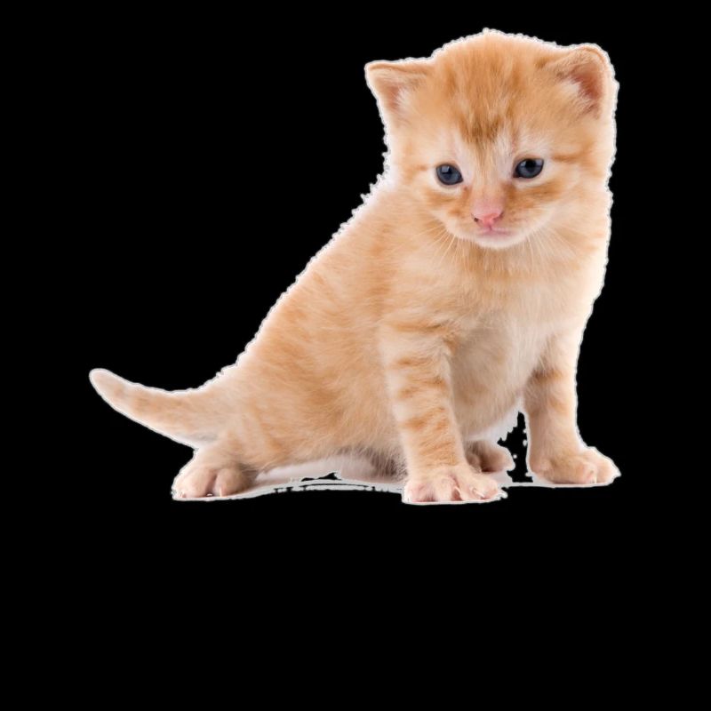 Chaton