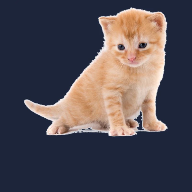 Chaton