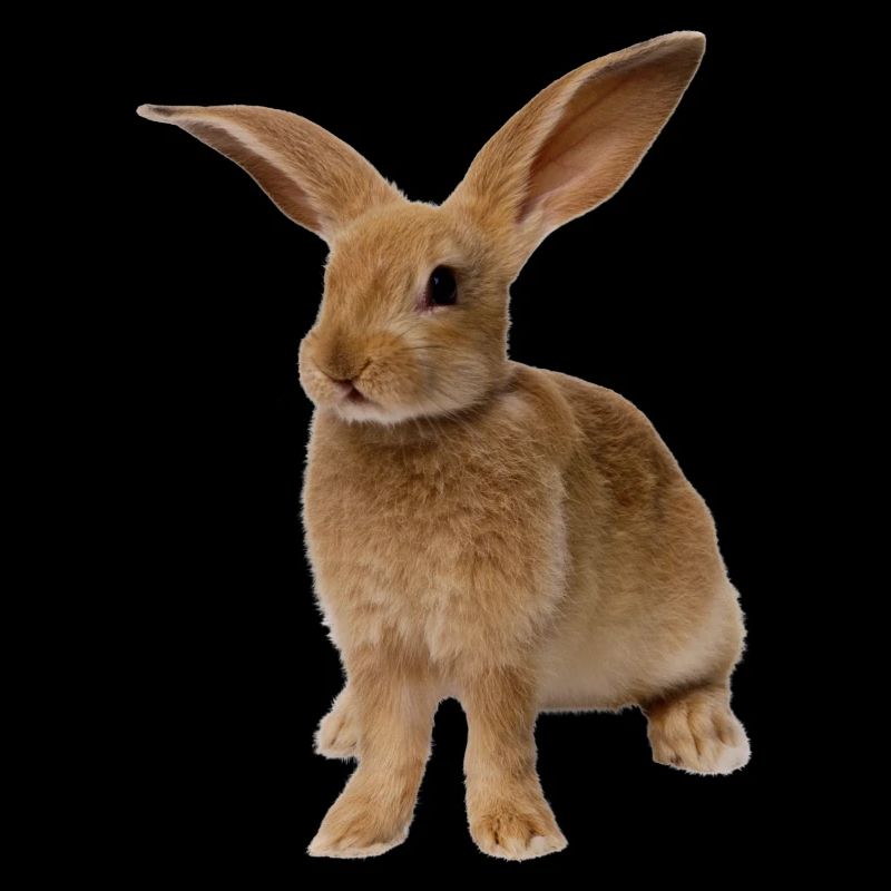 rabbit