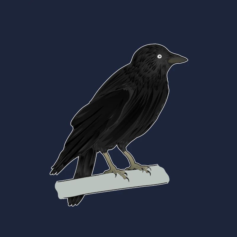 Dohle Rabenvogel
