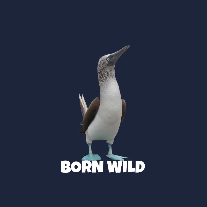 Blue-footed booby