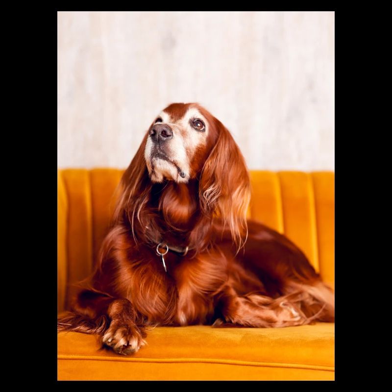 Irish Setter