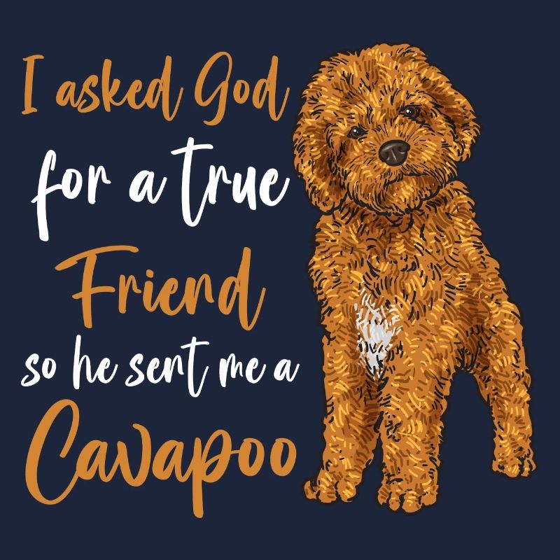 Cavapoo Cavoodle Capoodle Dog