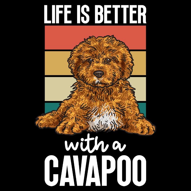 Cavapoo Cavoodle Capoodle Chien