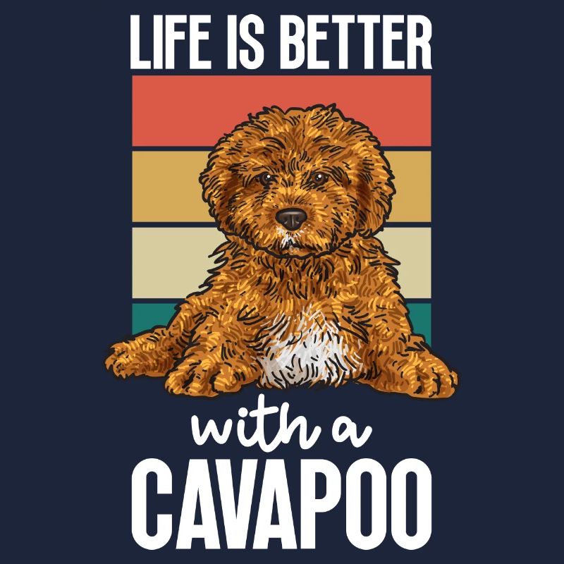 Cavapoo Cavoodle Capoodle Chien