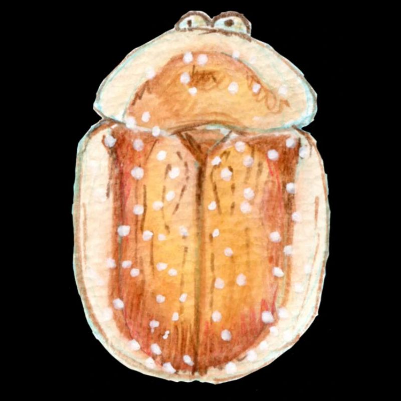 Star-shaped tortoiseshell beetle
