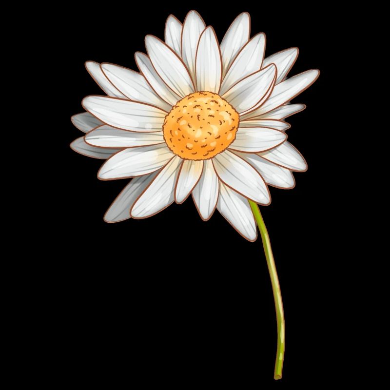 Gänseblümchen