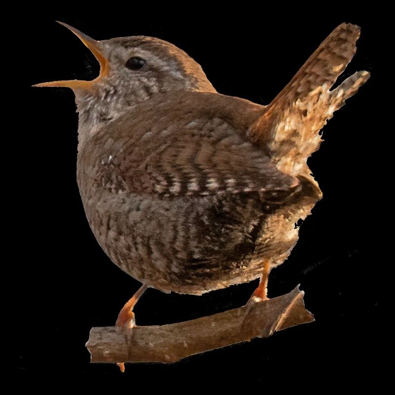 wren