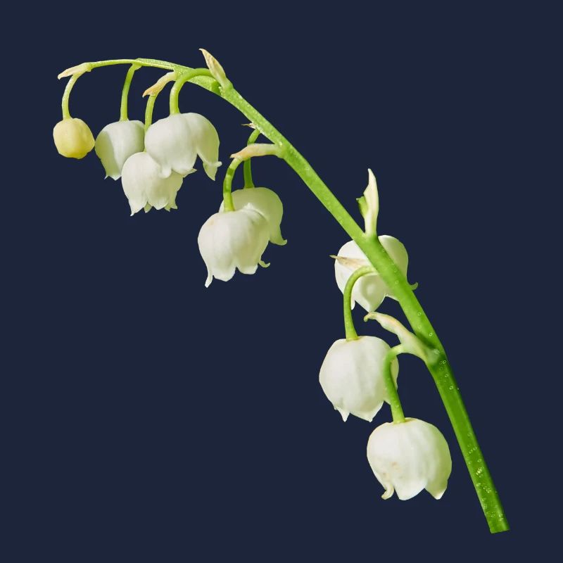 Maiglöckchen Frühling