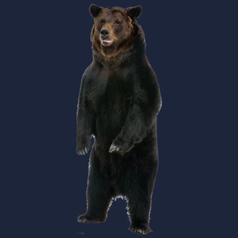 Stehender Bär