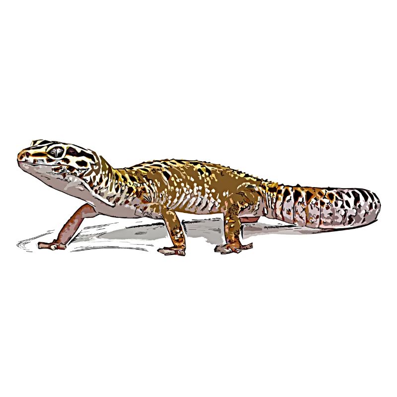 Leopard gecko