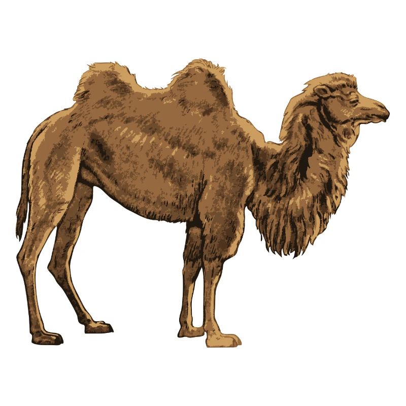 Kamel