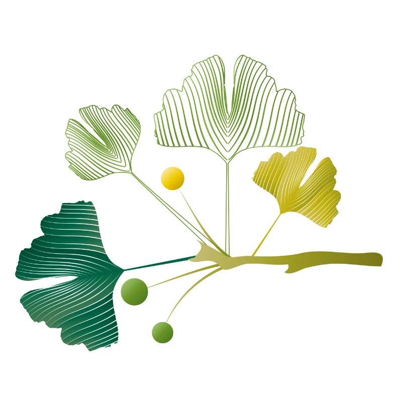 Branche de ginkgo faite de lignes de feuilles dans des tons verts doux