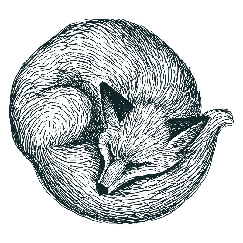 Curled up fox