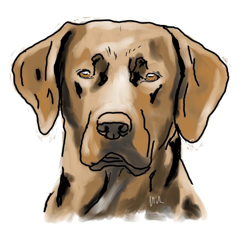 Labrador