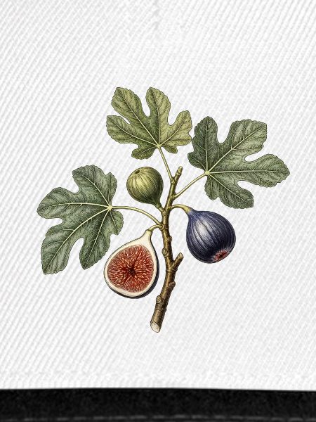 Blatt- und Feigen-Botanische Gravur